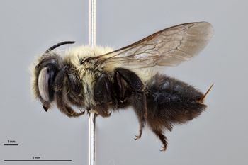 Media type: image;   Entomology 610869 Aspect: habitus lateral view
